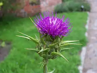 Silybum marianum