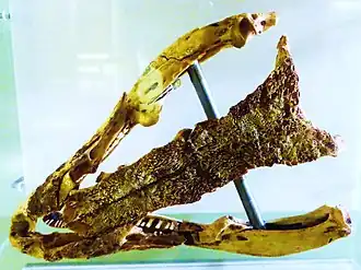 Череп в Музее природы и человека (Санта-Крус-де-Тенерифе)