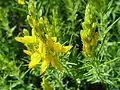 Genista hirsuta en flor