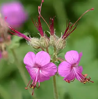 Цветки Geranium macrorrhizum