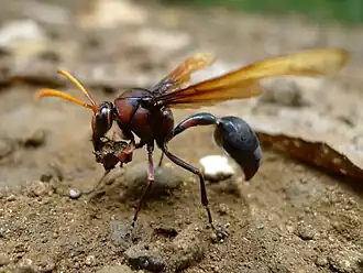 Delta pyriforme circinale