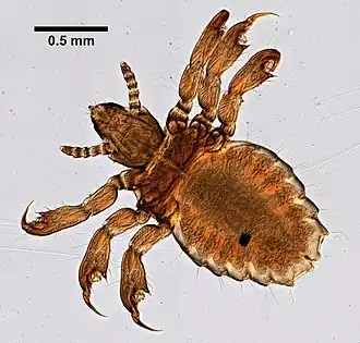 Кровохлёбки