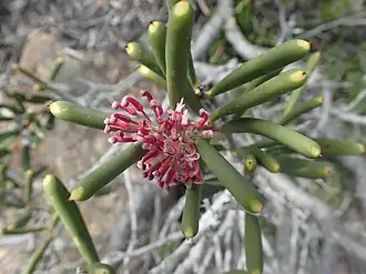 Hakea clavata в национальном парке Кейп-Ле-Гранд.