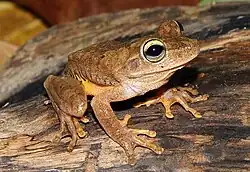 Квакша-гребец