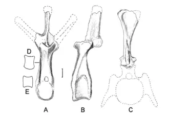 Рисунок позвонков голотипа