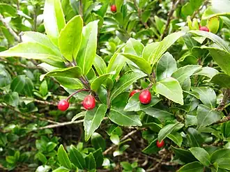 Ilex sugerokii var. brevipedunculata
