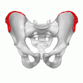 Подвздошные гребни правой и левой подвздошных костей
