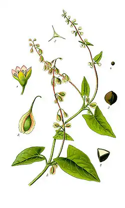 Fallopia dumetorum. Ботаническая иллюстрация из книги О. В. Томе Flora von Deutschland, Österreich und der Schweiz, 1885