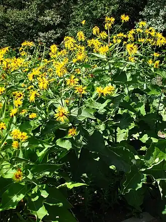 Девясил великолепный