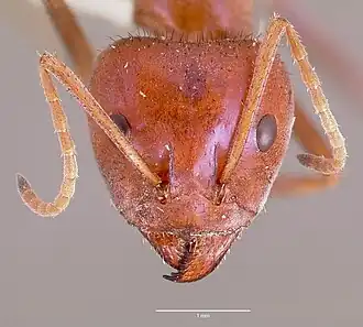Муравей Iridomyrmex purpureus