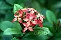 Ixora coccinea