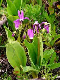 Общий вид цветущего растения