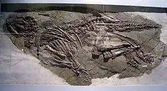 Скелет в Музее науки Гонконга