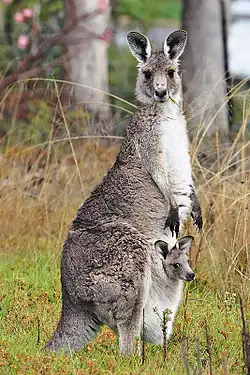 Восточный серый кенгуру, Macropus giganteus