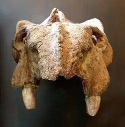 Каннемейерия