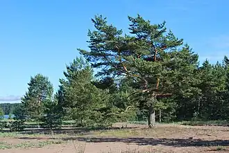 Мыс Судаковый