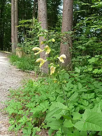 Шалфей железистый