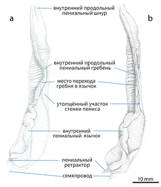 Внутреннее строение пениса Limax pseudocinereoniger (a) и Limax cinereoniger (b)