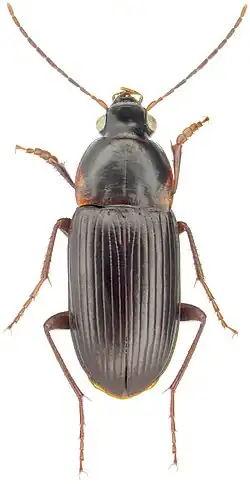 Lachnocrepis parallela