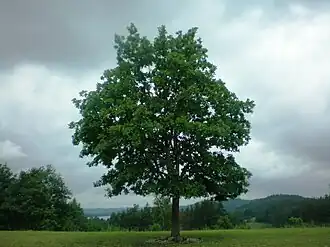 Дуб на вершине Ладакальниса