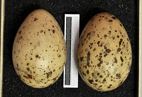 Яйца полярной чайки в музее Висбадена