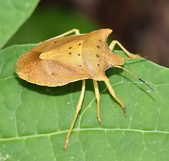 Lelia decempunctata