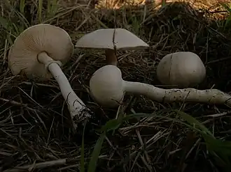 Белошампиньон румянящийся