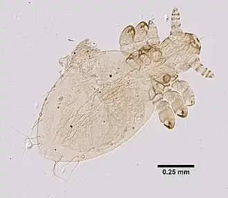 Собачья вошь