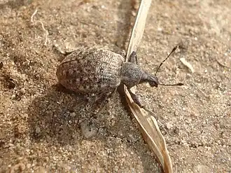 Liophloeus tessulatus