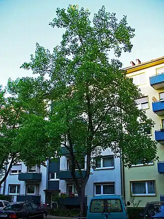 Лириодендрон тюльпановый. Типовой вид рода. Общий вид растения.