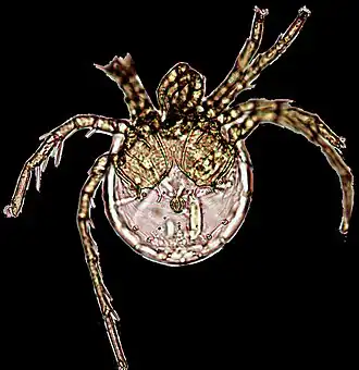 Litarachna lopezae