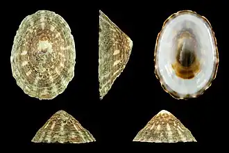 Раковины Lottia pelta