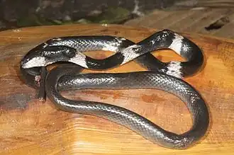 Ленточный волкозуб