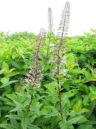 Долгоног крылосемянный (M. pterospermum)