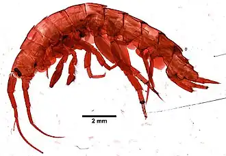 Marinogammarus obtusatus