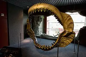Reconstructed jaws of megalodon (Otodus megalodon)