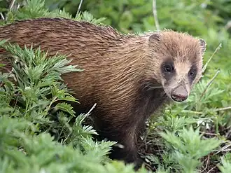 Барсук с горы Ибуки, остров Хонсю, Япония, — Meles anakuma