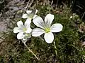 Minuartia laricifolia