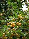 Плоды на дереве