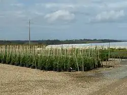 Питомник для выращивания сеянцев