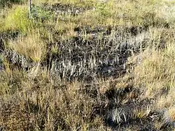 Гать начала XIX века.Швеция, 2007 год.