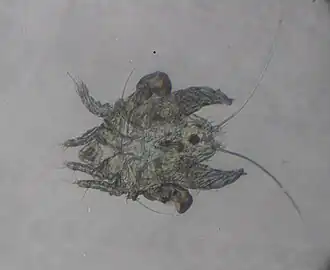 Самец Myocoptes musculinus