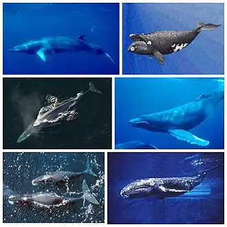 1-й ряд: северный малый полосатик, японский кит;
2-й ряд: синий кит, горбатый кит;
3-й ряд: гренландский кит, серый кит