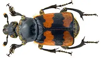 Могильщик Nicrophorus vespillo