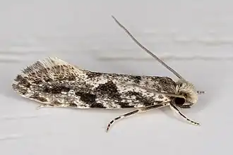 Nemapogon granella Linnaeus, 1758
