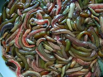 Tylorrhynchus heterocheatus