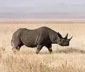 The black rhinoceros