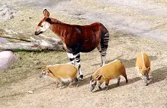 Окапи и кистеухие свиньи в Диснейуорлде в Орландо, США