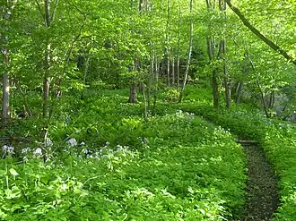 Лиственный лес в природном парке Онтика