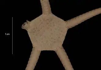 Ophiuroglypha ambigua